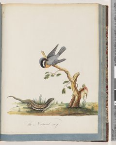 Seite 69. Unbekannter Vogel mit einer Eidechse. Sylvia rufirostris von Unknown artist