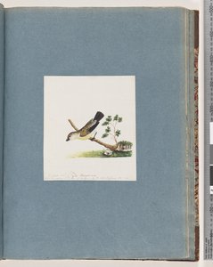 Seite 71. Unbekannter Vogel. Pipra neu