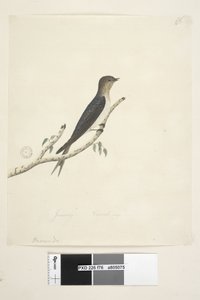 Seite 76. Hirundo. unten in anderer Handschrift Januar Natürliche Größe Willkommen Schwalbe Hirundo neoxena, 1791-92