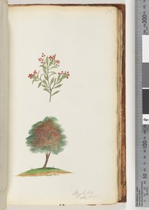 Seite 76. Styphelia elliptica / Baum-Besenheide von Unknown artist