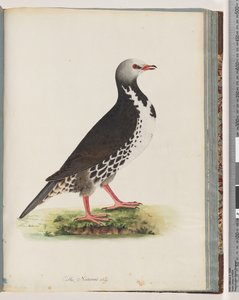 Seite 76. Unidentifizierter Vogel