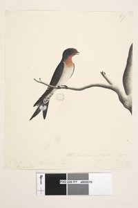 Seite 77. Hirundo. über dem Titel in anderer Hand März. Natürliche Größe. unten rechts in dritter Hand Die Schwalbe oder Martin von N.S. Wales. Willkommen-Schwalbe Hirundo neoxena, 1791-92