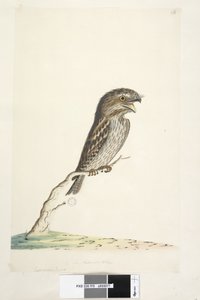 Seite 78. Caprimulgus. unten in anderer Handschrift 1/2 der natürlichen Größe Tawny Frogmouth Podargus strigoides, 1791-92 von Unknown artist