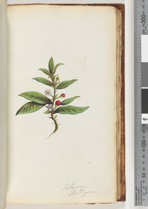 Seite 78a. Solanum stelligerum / Sternnachtschatten