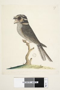 Seite 79. Ein junger Moskito-Falke, natürliche Größe Eulenschwalm Aegotheles cristatus, 1791-92