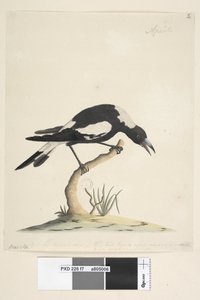 Seite 7. Barita. Folgender Titel in anderer Handschrift 1/2 der natürlichen Größe. Eine weitere Notiz in einer dritten Handschrift lautet: Dieser Vogel hat eine sehr ungewöhnliche und nicht unangenehme Note. Schwarzer, Rückenmagpie Gymnorhina tibicen, 1791