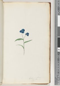 Seite 7. Commelina capillaris von Unknown artist
