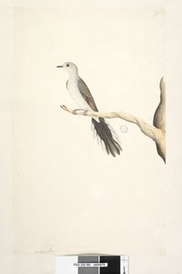 Seite 80. Columba. Natürliche Größe. Diamanttaube Geopelia cuneata