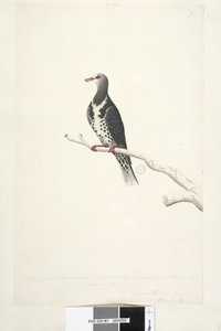 Seite 81. Wunga, Wungee Taube. Gezeichnet im Maßstab 1/2 der natürlichen Größe. Zwei dieser Tauben wurden jetzt zum ersten Mal im Dezember 1791 gesehen.... ähnlich wie... Wonga-Taube Leucosarcia melanoleuca, 1791-92