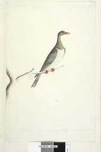 Seite 84. Taube von Norfolk Island, auf halbe Größe reduziert. Iris zweifelhaft. Norfolk Island Taube Hemiphaga novaeseelandiae spadicea von Unknown artist