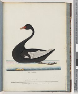 Seite 86. Schwarzer Schwan. Das Weibchen anas atrata von Unknown artist