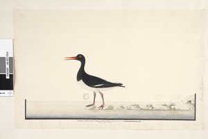 Seite 87. Hematopus. unten rechts in anderer Hand September. entlang des unteren Randes in dritter Hand Das Männchen & Weibchen werden immer zusammen auf den Felsen & niedrigen Punkten gesehen, haben aber den Hafen vollständig verlassen, da sie häufig gest von Unknown artist