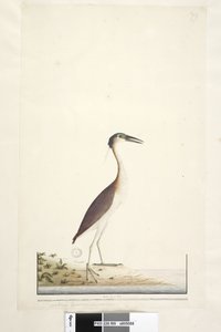 Seite 89. Ardea ..?.. Nankeen-Nachtreiher Nycticorax caledonicus, 1791-92
