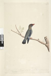 Seite 8. Coraciae. Oktober. Auf halbe Größe reduziert. Dollarvogel Eurystomus orientalis
