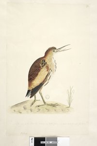 Seite 90. Ardea. entlang des unteren Randes in anderer Hand Die Größe des Vogels, von dem die Zeichnung gemacht wurde, der seinen Hals um vier Zoll verlängern konnte Zwergdommel Ixobrychus minutus, 1791-92 von Unknown artist