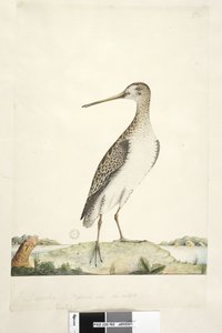 Seite 92. Scolopax. über dem Titel in anderer Hand Dezember. Natürliche Größe, Iris zweifelhaft Japanbekassine Gallinago hardwicki, 1791-92 von Unknown artist