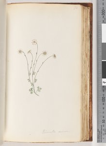 Seite 94. Eriocalia minor