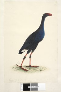 Seite 94. Porphyrio. entlang des unteren Randes in anderer Hand Reduziert auf 1/2 des Vogels, von dem die Zeichnung stammt. August Östliches Sumpfhuhn Porphyrio porphyrio Porphyrio melanotus, 1791-92