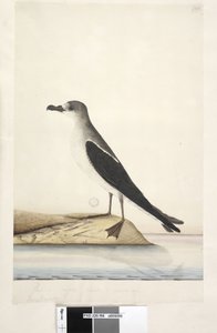 Seite 96. Vogel von Norfolk Island