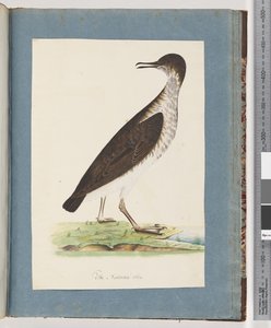Seite 96. Unidentifizierter Vogel von Unknown artist
