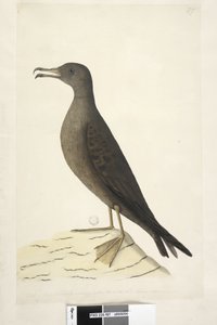 Seite 97. Vogel von Norfolk Island, allgemein Mutton Bird genannt, in natürlicher Größe gezeichnet Keilschwanz-Sturmtaucher Puffinis Pacificus, 1791-92