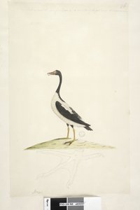 Seite 98. Anas. entlang des oberen Randes in anderer Handschrift Dieser Vogel ist etwa so groß wie eine Gans. Unten ist eine Umrisszeichnung des Fußes in natürlicher Größe Pied Goose Anseranas semipalmata, 1791-92
