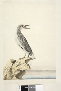 Seite 99. Phaeton. Ein junger Tropikvogel, halbe natürliche Größe. Rotsteiß-Tropikvogel Phaethon rubricauda