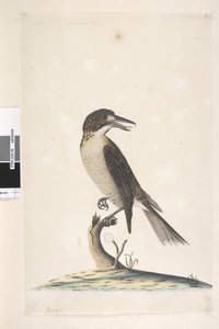 Seite 9. Vanga. oben links in anderer Hand Juli, natürliche Größe Grauer Metzger, Vogel Cractius torquatus weiblich, 1791-92