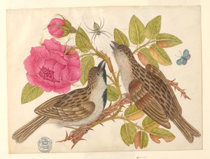 Paar braune Vögel auf Rosenstiel mit Schmetterling und Spinne