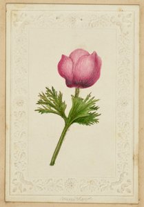 [Rosa Blumen-Notizkarte] von Unknown artist