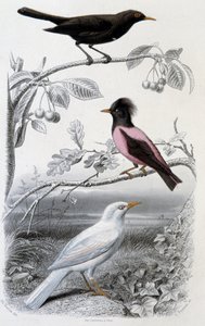 Tafel der Naturgeschichte: Amsel, weiße Amsel und rosa Amsel - in „Werke von Buffon“, ed. Furne Jouvet & cie, Paris von Unknown artist