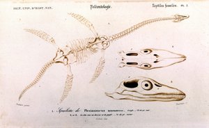 Plesiosaurier aus dem Universalwörterbuch der Naturgeschichte von Unknown artist