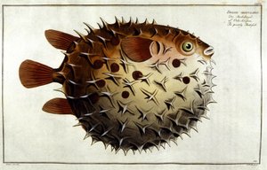 Kugelfisch nach Marc Elieser Bloch Ichthyologie Paris - Berlin - London 1787.