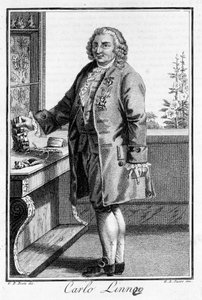 Porträt von Carl von Linné, schwedischer Naturforscher und Schriftsteller (1707 - 1778). Sd. Gravur des 19. Jahrhunderts