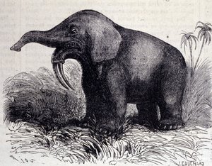 Vorgeschichte: Darstellung eines Dinotheriums, eine Art Dickhäuter. von Unknown artist