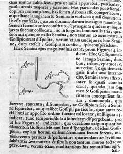 Darstellung eines Obstbaumsamens. Beschreibung durch den niederländischen Händler und Wissenschaftler Antoine van Leeuwenhoek. Gravur aus „Investigatio Arcanorum“ 1722