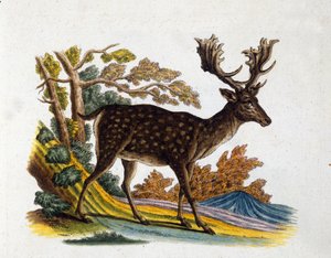Darstellung eines Rentiers. 18. Jahrhundert Gravur