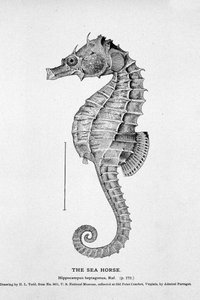 Darstellung eines Seepferdchens (Hippocampus heptagonis). Naturgeschichtstafel des 19. Jahrhunderts. von Unknown artist