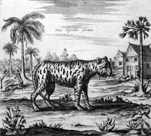 Darstellung eines Tigers, Gravur aus „De China Monumenta“ von Athanasius Kircher von Unknown artist