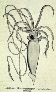 Darstellung eines Architeuthis Harveyi, Riesenkalmar
