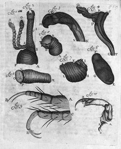 Darstellung von Rüsselkäfern (Curculiones lupi). Studie des niederländischen Händlers und Naturforschers Antoine van Leeuwenhoek (1632-1723). Gravur aus „Invetigatio Arcanorum“ 1722