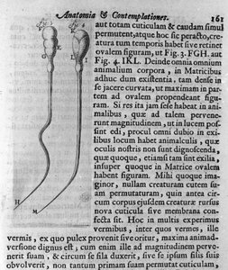 Darstellung von Hundespermatozoen. Beschreibung von dem niederländischen Händler und Wissenschaftler Antoine van Leeuwenhoek (1632-1723). Gravur aus „Investigatio Arcanorum“ 1722 von Unknown artist