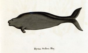 Rhytina Stelleri, auch Stellers Seekuh genannt, Exemplar im 18. Jahrhundert ausgestorben. von Unknown artist