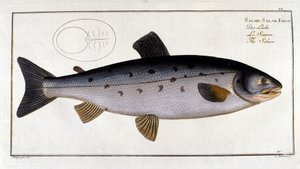 Lachs (Salmo salar) von Marc Elieser Bloch Ichtyologie Paris - Berlin - London 1787