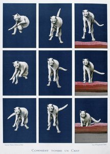 Serie von Bildern einer fallenden Katze, ca. 1895 von Unknown artist