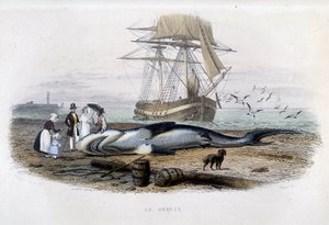 Haifischfang - in „Histoire naturelle de Lacepède“ von Unknown artist