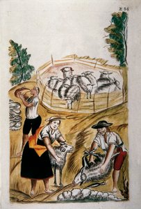 Schafschur, aus dem Buch "Trujillo del Peru" oder "Códice Martínez Compañón", von Baltazar Martinez Compañón y Bujanda, Bischof von Trujillo (1782-1785) von Unknown artist
