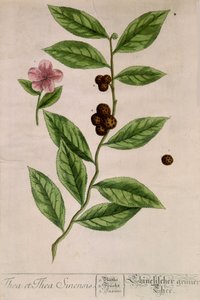 Sinensis-Teepflanze - botanische Tafel von Unknown artist