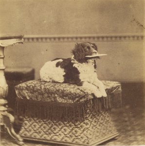Sitzender Hund mit einem Bündel im Maul von Unknown artist