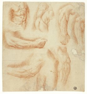 Skizzen von Armen, männlichem Torso und Rücken